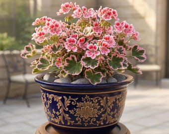 Può includere: Un geranio in vaso con fiori rosa e rossi e foglie variegate verdi e bianche. La pianta è in un vaso di ceramica blu con disegni floreali dorati. Il vaso poggia su un supporto di legno, con piccole pietre grigie alla base.