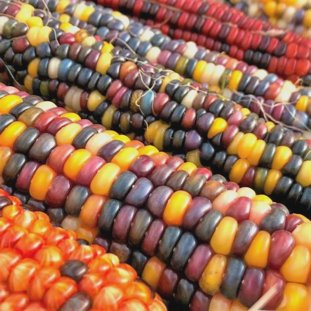 Multicolor Maize 900+ Fiesta Ornamental Corn Seeds Multicolor Indian Corn 8ft Tall ...