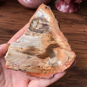 Wood Fossil Display Specimens Coaster Slice , Fossil Specimen , Healing Crystals And Stones , Petrified Wood , Fossil Slice, Birthday Gift