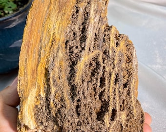 Puede incluir: Un trozo de madera petrificada con una superficie rugosa y texturizada. La madera muestra una mezcla de tonos amarillo dorado, marrón y beige, con una sección porosa y cristalizada. La piedra natural se sostiene en una mano.