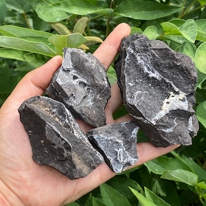 Natural Sparkling Permineralized Wood Specimen, Ancient Fossilized Wood With Quartz Crystals, Fossil Statement, Geology Collector&#39;s Dream