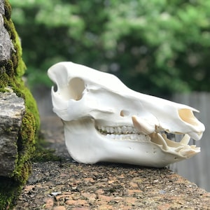 Hog Skull