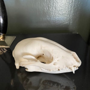 Raccoon Skull