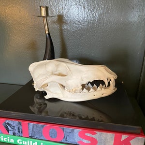Coyote Skull