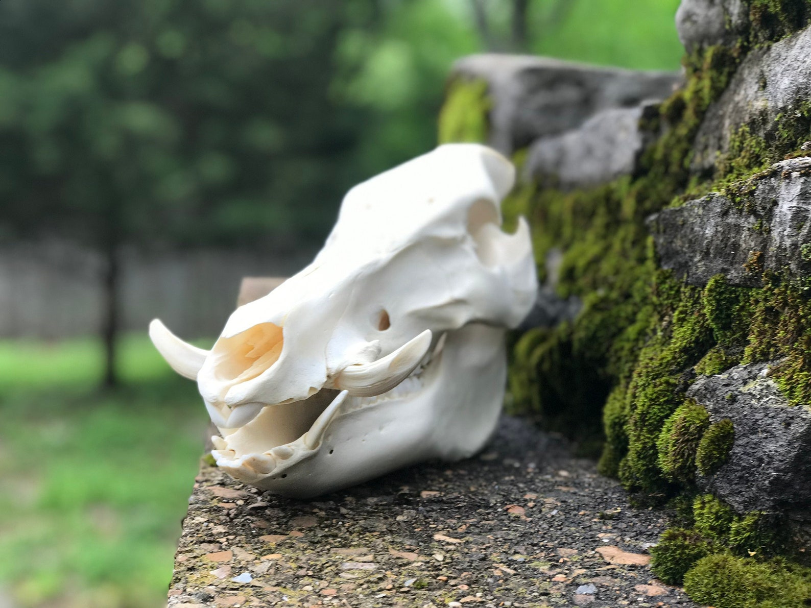 Hog Skull | Etsy