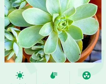 Rare Aeonium Aureum "Green Rose Bud" Succulent - Live Mountain Rose Plant - Greenhouse Grown - 4" Potted Succulent