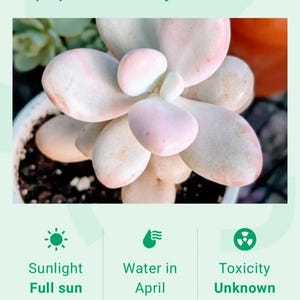May include: A close-up of a Jewel Leaf Plant, Graptopetalum amethystinum, with pale pink and white leaves. The image includes text indicating the plant needs full sun and water every 14 days in April. Toxicity is unknown.
