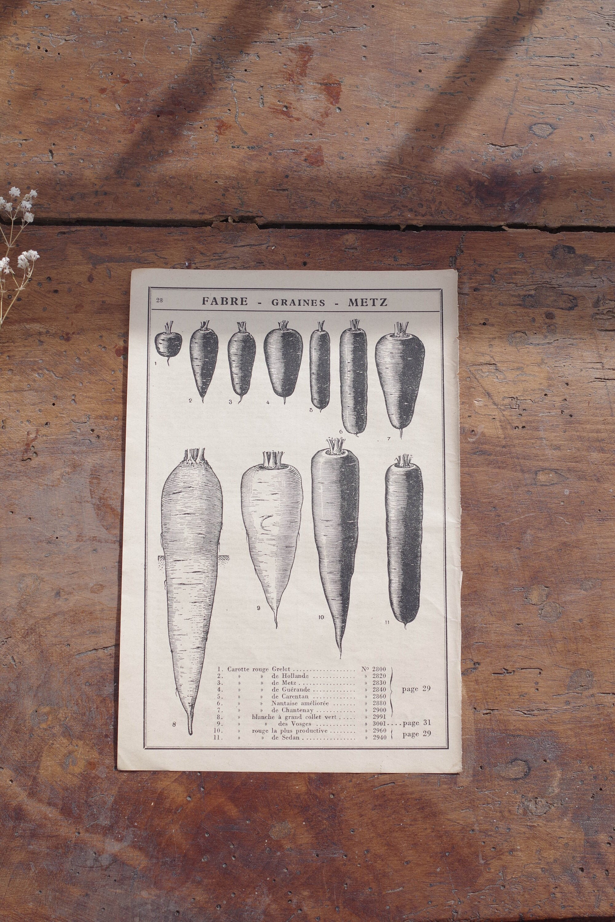 Illustration Vintage de Carottes - Planche Botanique Des Années 30 Petite Affiche Anciennes Représen