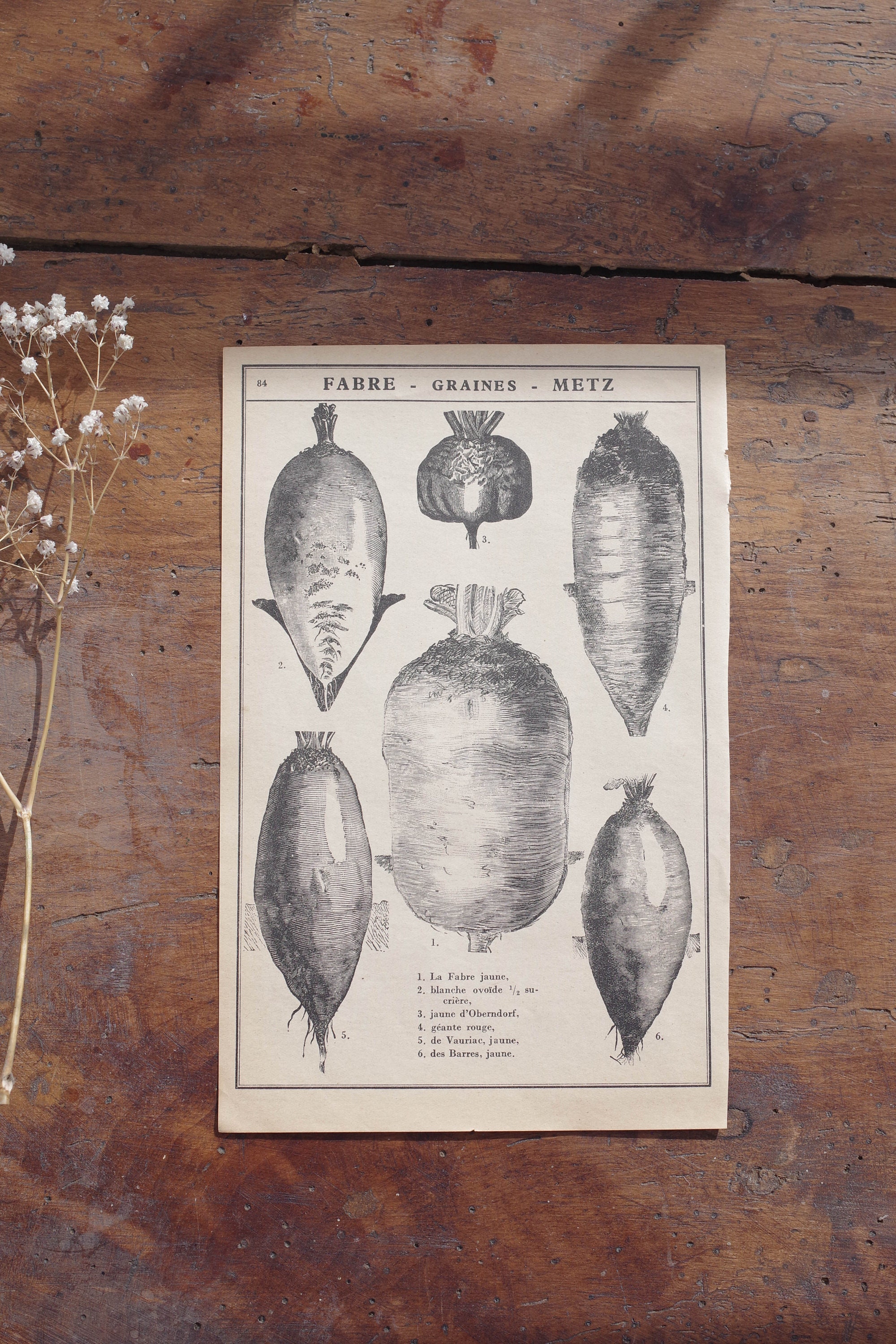 Illustration Vintage de Carottes - Planche Botanique Des Années 30 Petite Affiche Anciennes Représen