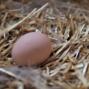 May include: A single brown egg nestled in a bed of straw.