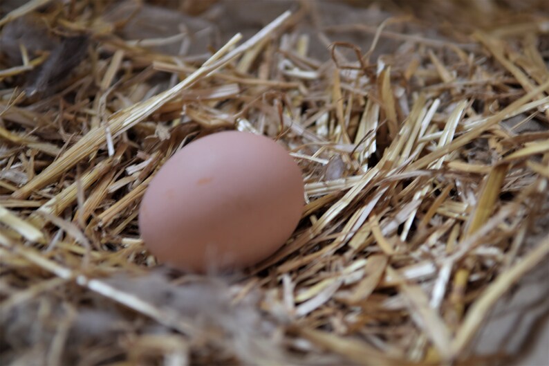 May include: A single brown egg nestled in a bed of straw.