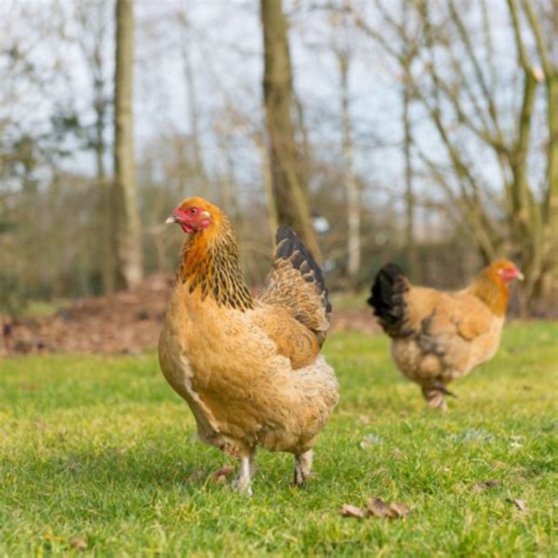 May include: Two brown and white chickens with red combs stand in a grassy field. The chicken in the foreground is facing the left side of the image, while the chicken in the background is facing the right side of the image.