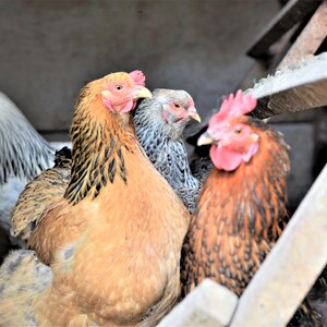 May include: Four chickens in a coop, one is white with black markings, one is brown with black markings, one is gray with black markings, and one is brown with orange markings.