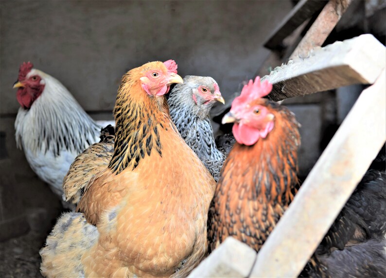 May include: Four chickens in a coop, one is white with black markings, one is brown with black markings, one is gray with black markings, and one is brown with orange markings.
