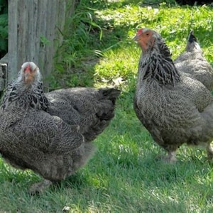 May include: Two gray and white chickens with feathered crests stand in a grassy field. The chickens have dark gray bodies with white markings on their necks and heads.