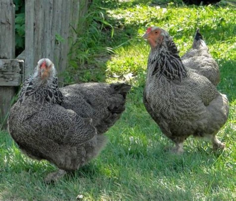 May include: Two gray and white chickens with feathered crests stand in a grassy field. The chickens have dark gray bodies with white markings on their necks and heads.