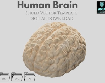Human Brain - Sliced Vector Template, Parametric, Multilayer Laser Cut File (DXF, SVG, AI)