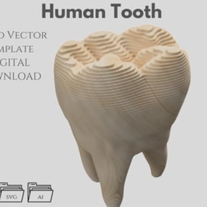 Dente humano – Modelo vetorial fatiado, paramétrico, multicamadas (DXF, SVG, AI)