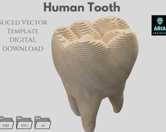 Human Tooth – Sliced Vector Template, Parametric, Multilayer (DXF, SVG, AI)