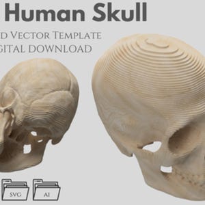 Crâne humain - modèle vectoriel en tranches, paramétrique, fichier de découpe laser multicouche (DXF, SVG, AI)