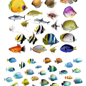 3D Parrotfish  ( 30-40-50MM Mix) Clear Transparent Film, Resin Art, UV Resin Art, Transparent Filling Material,Resin inclusion,