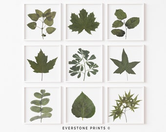 Set of 9 Green Plant Prints | Plant Art, Botanical Prints, Square Prints, Large Wall Art, Wall Decor, Farmhouse Art, Instant Download