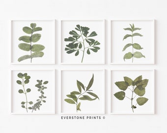 Set of 6 Green Plant Prints | Plant Art, Botanical Prints, Square Prints, Large Wall Art, Wall Decor, Farmhouse Art, Instant Download