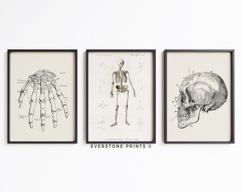 Vintage Skeleton Sketch Set of 3 | Antique Skeleton | Skeleton Art | Vintage Halloween Art | Halloween Art | Sketch Art | Printable Art