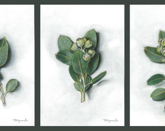 Eucalyptus Triptych (Eucalyptus Ghost Gum)  | Pastel Drawing | Pastel Painting