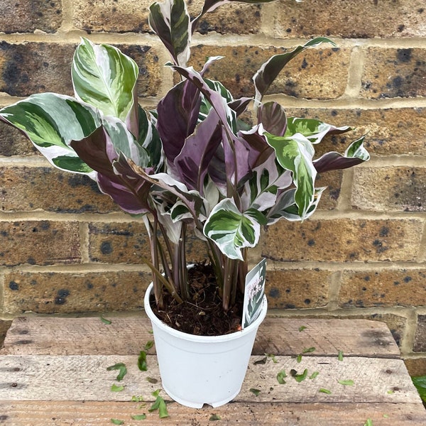 Purple Calathea White Fusion (Prayer Plant)