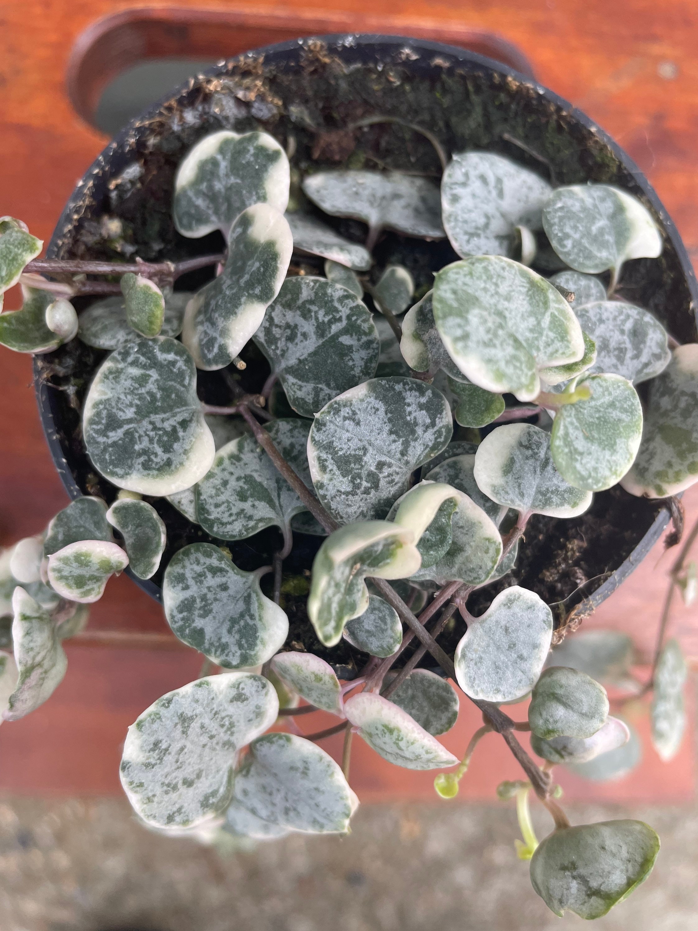 Variegated String of Hearts / Trailing Hearts / Ceropegia Etsy