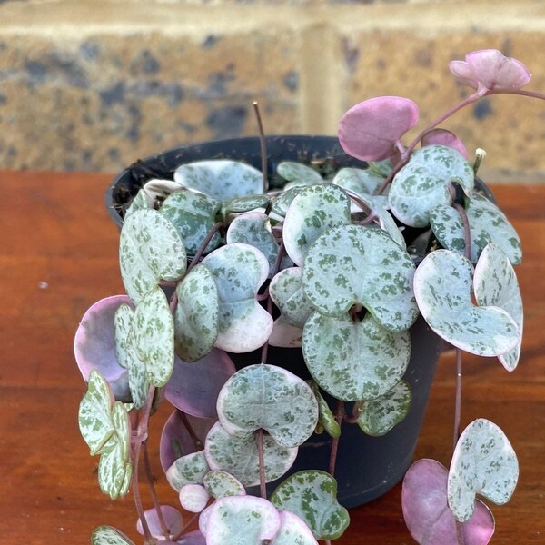 Variegated String of Hearts / Ceropegia Woodii Variegata "Marlies" Trailing Houseplant