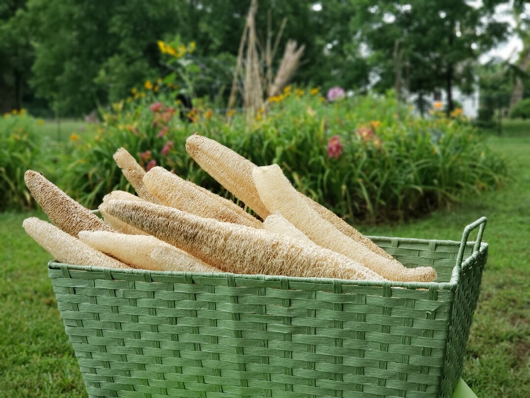 Dishcloth Luffa Loofah Sponge Gourd Seeds Natural Organic Biodegradable Bath or Kitchen Sponge