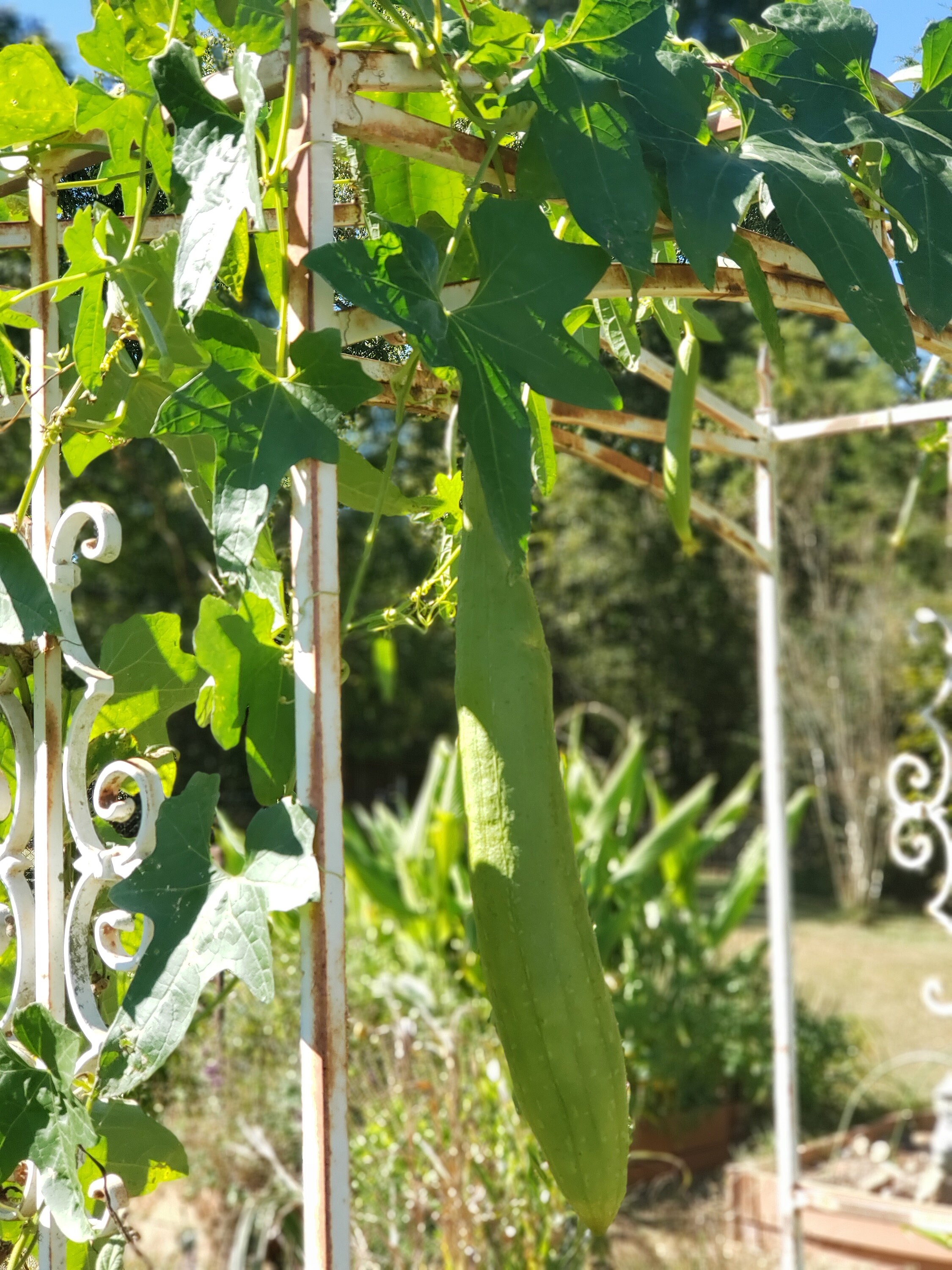 Dishcloth Luffa Loofah Sponge Gourd Seeds Natural Organic Biodegradable Bath or Kitchen Sponge