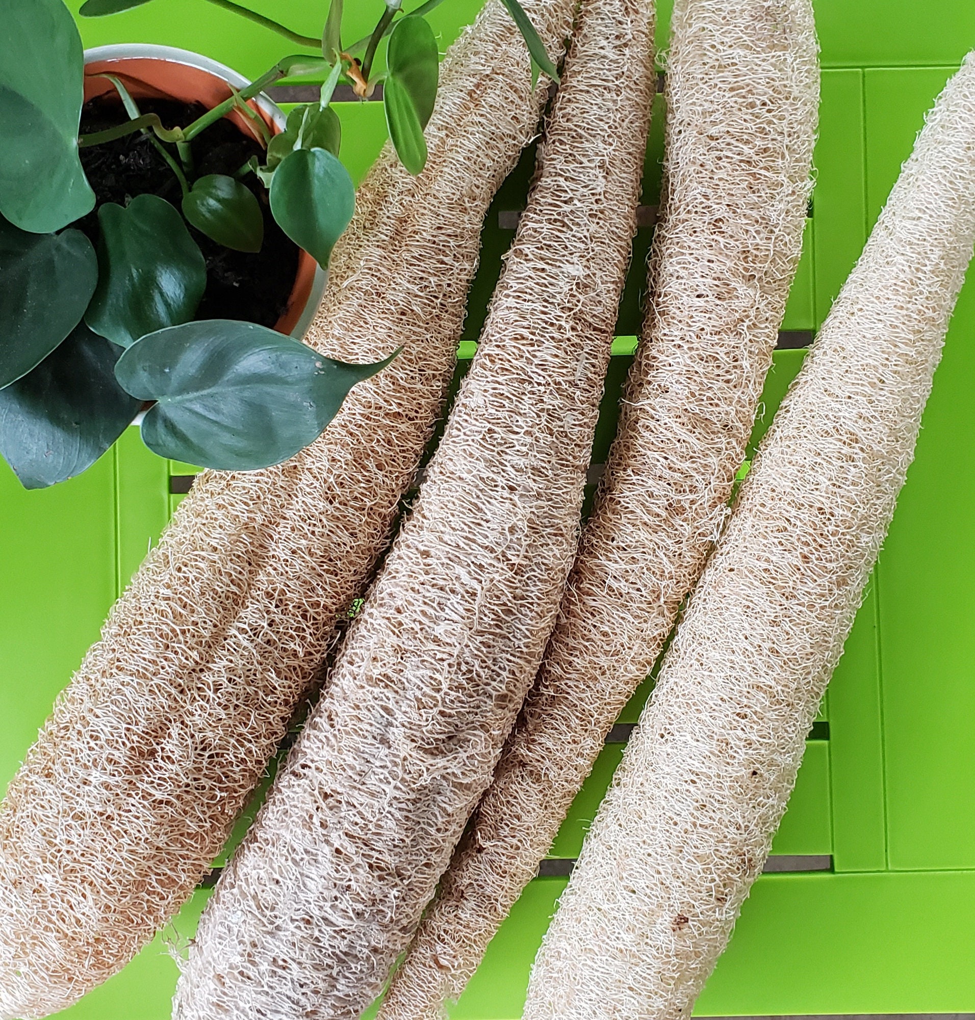 Dishcloth Luffa Loofah Sponge Gourd Seeds Natural Organic Biodegradable Bath or Kitchen Sponge
