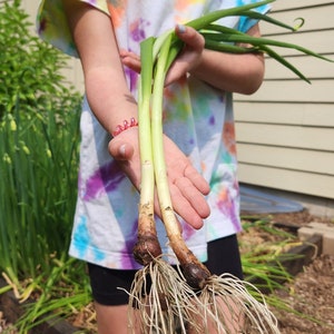 May include: Two freshly harvested green onions with roots are held up. The onions have green stalks and white roots. The person holding the onions is wearing a tie-dye t-shirt with a colorful pattern.
