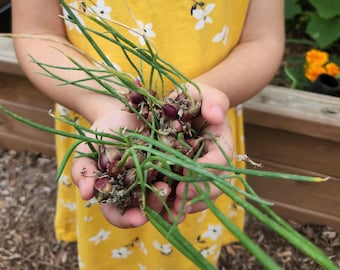 Egyptian walking onions, bulb onion, winter hardy perennial, low maintenance, grown using organic methods, egypt walking onion