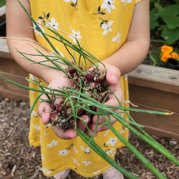 Egyptian walking onions, bulb onion, winter hardy perennial, low maintenance, grown using organic methods, egypt walking onion