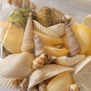 May include: A selection of seashells in a clear plastic bag. The shells are of different sizes, shapes, and colours, including spiral, conical, and fan-shaped types. Colours vary from cream and tan to brown and green.