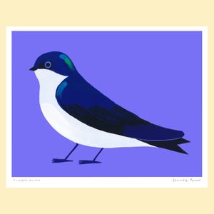 Hirondelle bicolore / Tree swallow
