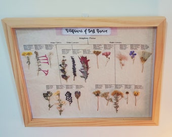Framed Pressed Flowers (Taxonomical)