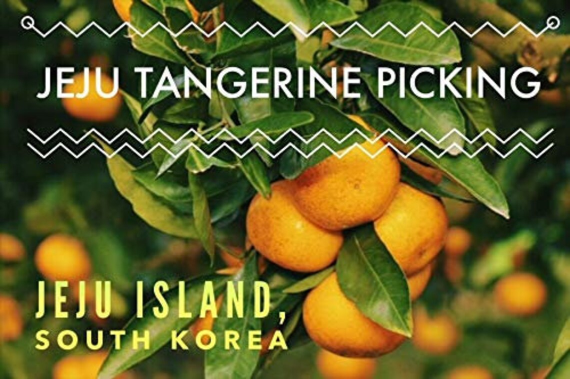 Korean Jeju Island 100 Dried Tangerine Mandarin Orange Etsy