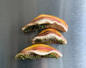 Mossy Mushroom Magnets, Set of 3, 3D Fridge Magnets, Made In Canada