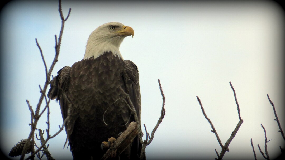 Majestic Eagle at the Coast Print - Etsy