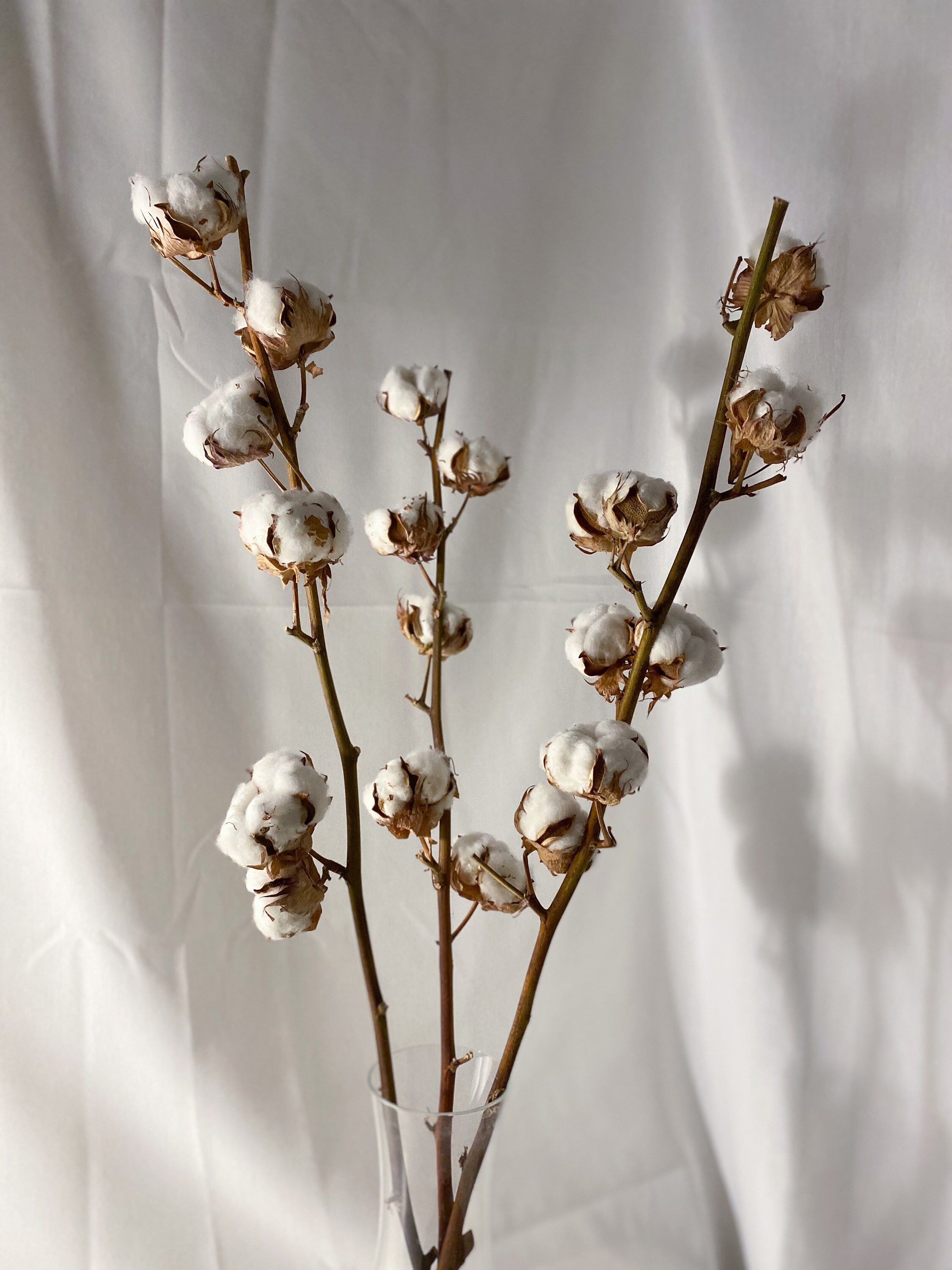 Genuine cotton branches with cotton flowers from 3 stems 5 Etsy