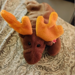 Chocolate the moose Ty beanie baby