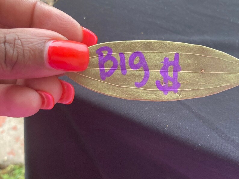 Sugar Baby Bay Leaf Collection Sugar Baby 101 Bay Leaf Etsy