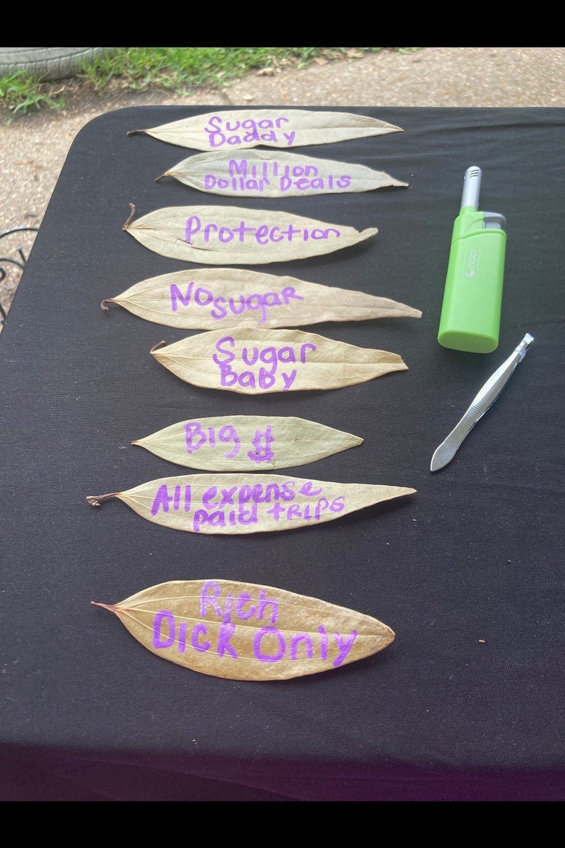 Sugar Baby Bay Leaf Collection Sugar Baby 101 Bay Leaf Etsy