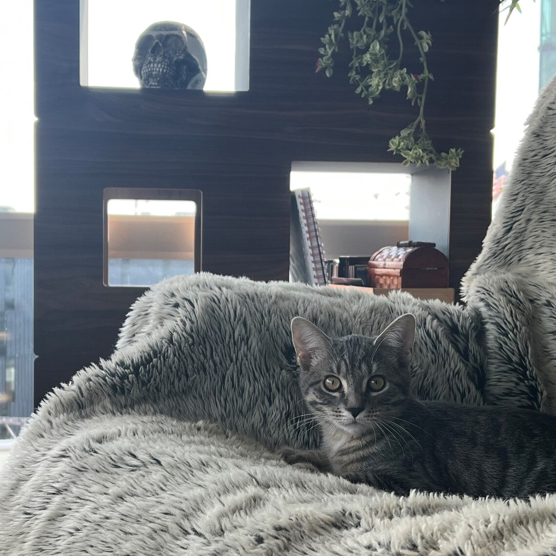 Cat Case Cat Tree and Bookcase Cat House Cat Condo Etsy