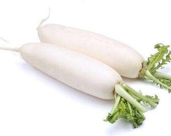 Chinese White Radish seeds 白蘿蔔